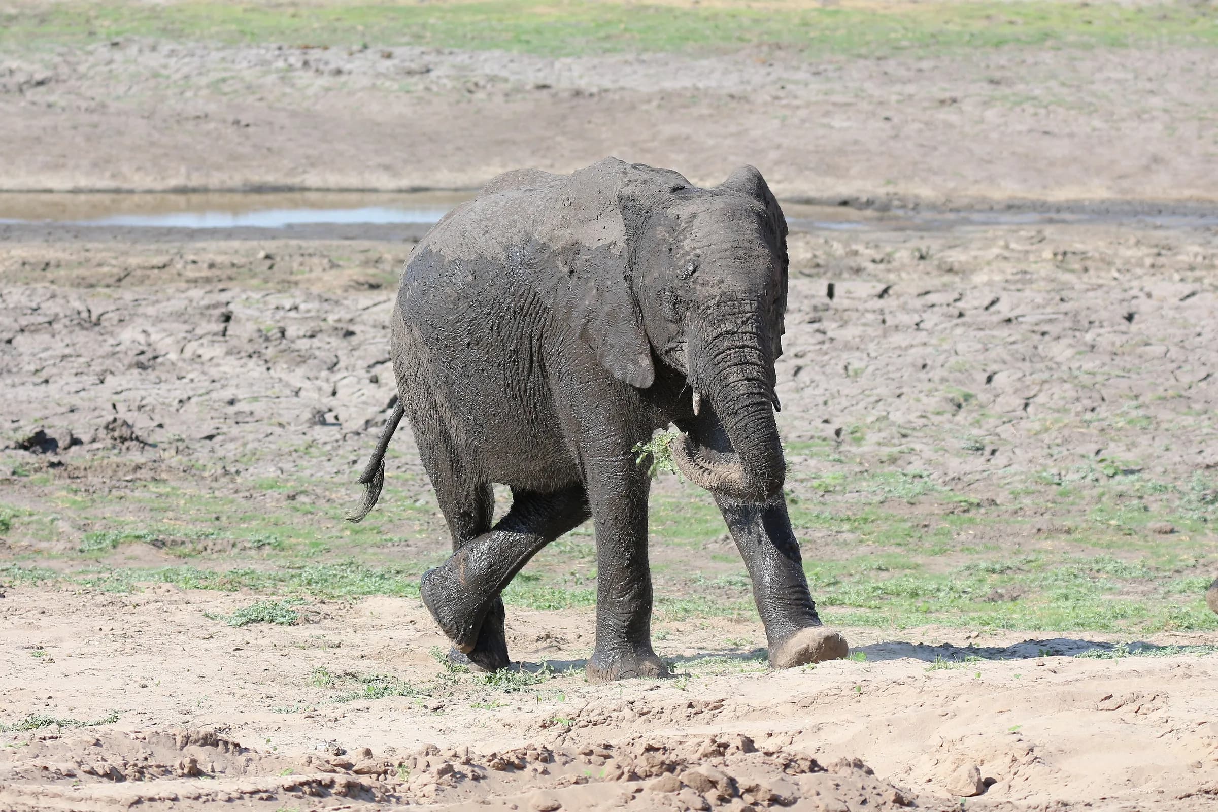 A Day in Chobe